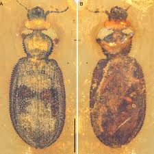 Attēlu rezultāti vaicājumam “Hylecoetus dermestoides female”