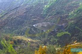 Image result for Chelon labrosus