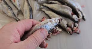 Image result for Coregonus albula