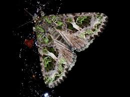 Attēlu rezultāti vaicājumam “Trachea atriplicis”