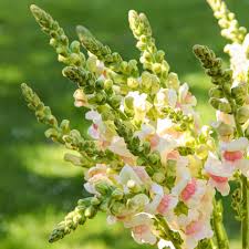Image result for Antirrhinum majus maximum