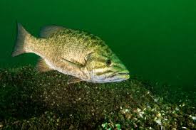Image result for Micropterus dolomieu