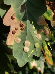 Attēlu rezultāti vaicājumam “Neuroterus albipes”