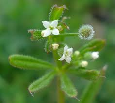 Image result for Galium aparine