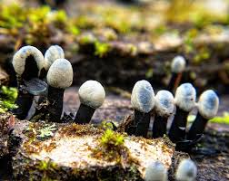 Attēlu rezultāti vaicājumam “Holwaya mucida”