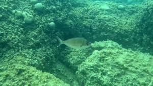 Image result for Spondyliosoma cantharus