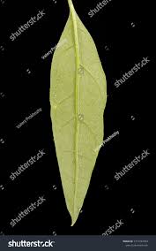 Attēlu rezultāti vaicājumam “Atriplex patula leaf”