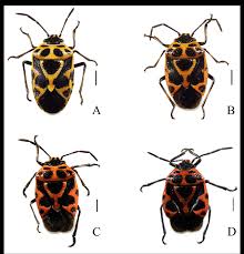 Attēlu rezultāti vaicājumam “Eurydema dominulus”