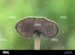 Attēlu rezultāti vaicājumam “Auriscalpium vulgare”