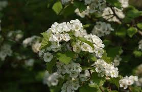 Attēlu rezultāti vaicājumam “Crataegus”