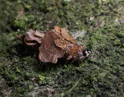 Attēlu rezultāti vaicājumam “Proutia betulina”