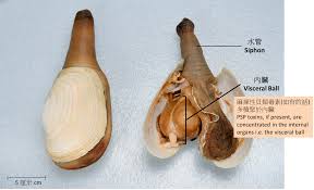 Image result for geoduck