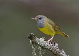 Attēlu rezultāti vaicājumam “Hippolais icterina adult”