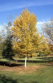 Attēlu rezultāti vaicājumam “Betula papyrifera”