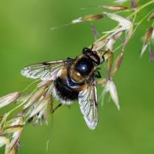 Attēlu rezultāti vaicājumam “Volucella bombylans”