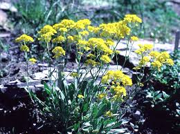 Image result for Alyssum saxatile