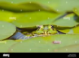 Attēlu rezultāti vaicājumam “Pelophylax adult”