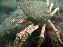 Image result for Hyas araneus