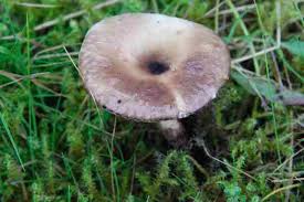 Attēlu rezultāti vaicājumam “Cantharellula umbonata”