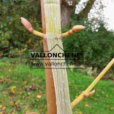 Attēlu rezultāti vaicājumam “Acer rufinerve fruit”