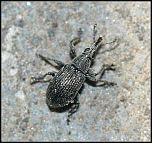 Attēlu rezultāti vaicājumam “Apion sp.”