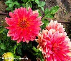 Image result for Dahlia hybrid.