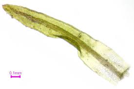 Attēlu rezultāti vaicājumam “Oxystegus tenuirostris”