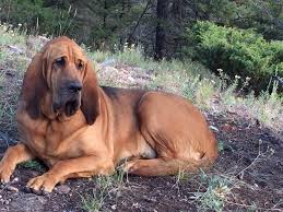 Image result for Carlisle BloodHounds