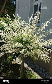 Attēlu rezultāti vaicājumam “Salix x doniana flower”