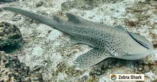 Image result for Stegostoma tigrinum