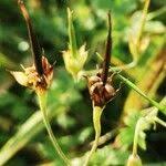 Attēlu rezultāti vaicājumam “Geranium palustre fruit”