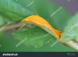 Attēlu rezultāti vaicājumam “Triphragmium ulmariae”