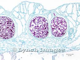 Attēlu rezultāti vaicājumam “Leiocolea rutheana sporophyte”