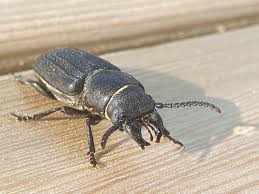 Attēlu rezultāti vaicājumam “Spondylis buprestoides”