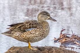 Image result for Anas discors