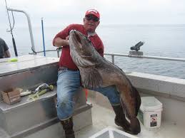 Image result for Ophiodon elongatus