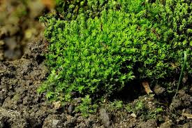 Attēlu rezultāti vaicājumam “Bryum caespiticium”