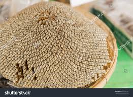 Attēlu rezultāti vaicājumam “Helianthus annuus fruit”