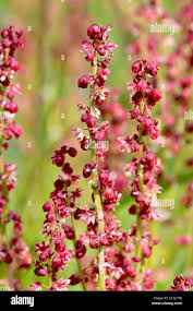 Attēlu rezultāti vaicājumam “Rumex acetosa flower”
