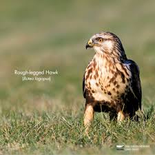 Attēlu rezultāti vaicājumam “Buteo lagopus”