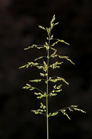 Attēlu rezultāti vaicājumam “Poa trivialis”