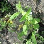 Attēlu rezultāti vaicājumam “Myosotis sparsiflora”