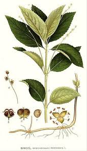 Attēlu rezultāti vaicājumam “Mercurialis perennis”