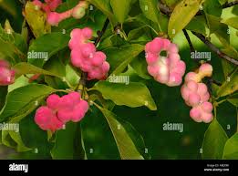 Attēlu rezultāti vaicājumam “Magnolia kobus fruit”