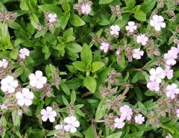 Attēlu rezultāti vaicājumam “Saponaria officinalis leaf”