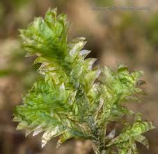 Attēlu rezultāti vaicājumam “Neckera complanata sporophyte”