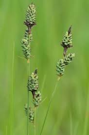 Attēlu rezultāti vaicājumam “Carex buxbaumii”