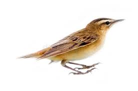 Attēlu rezultāti vaicājumam “Acrocephalus schoenobaenus”