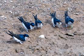 Attēlu rezultāti vaicājumam “Delichon urbicum nest”