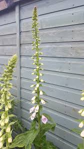 Image result for Digitalis lutea